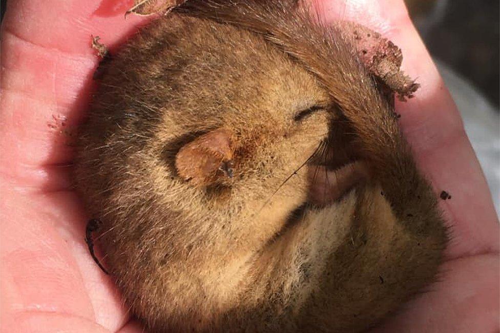 Hazel dormouse