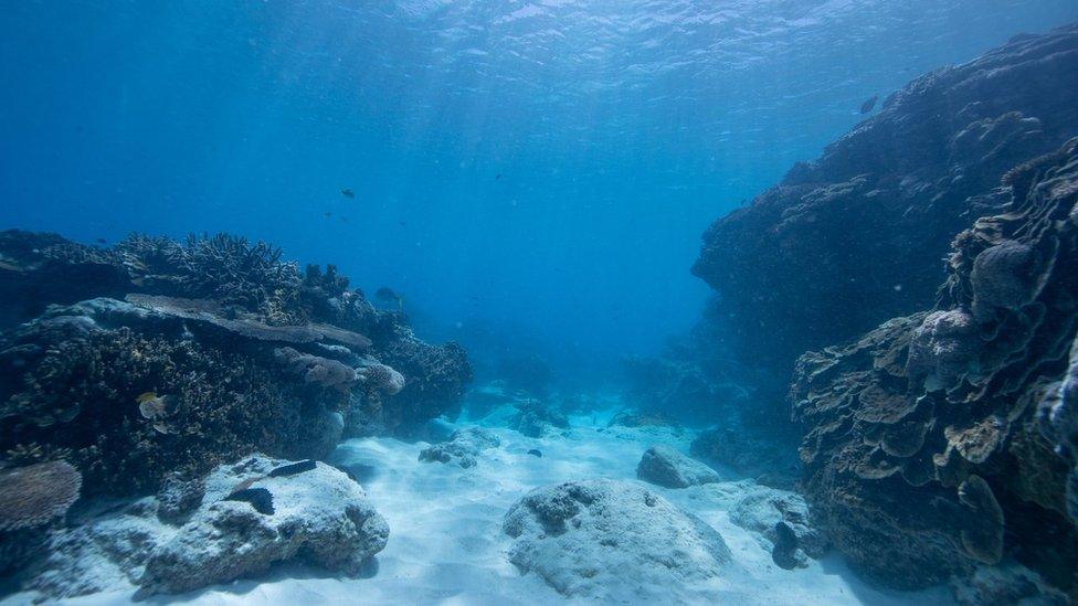 Coral under the ocean