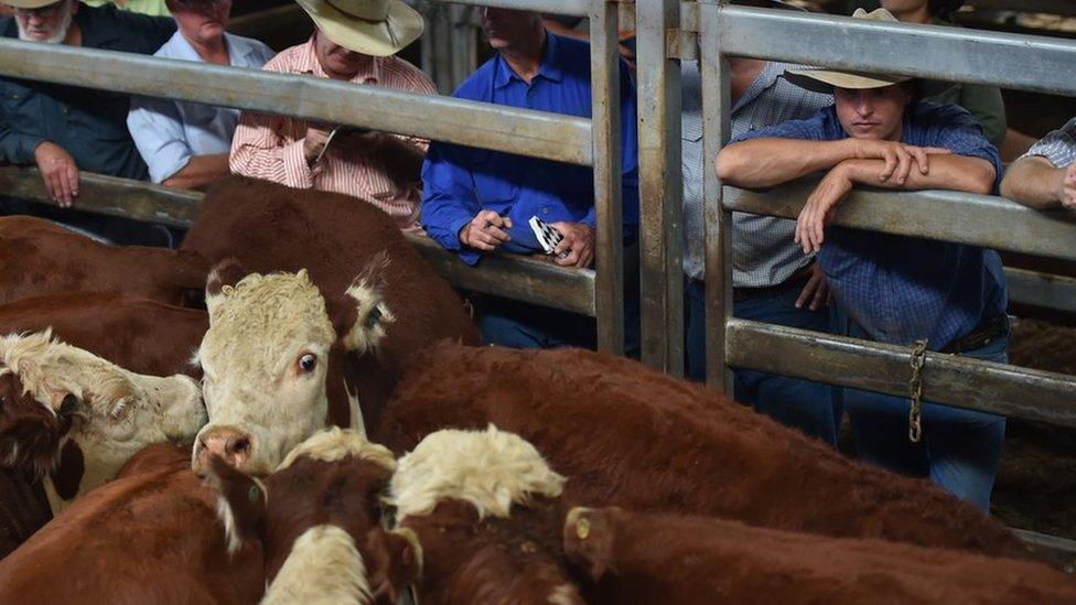 Stockmen watch a cattle auction, Australia