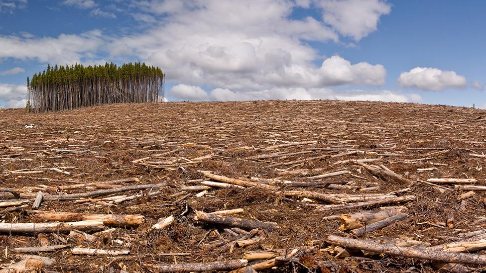 Tree felling