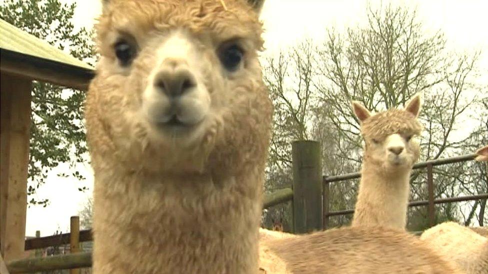 Alpaca