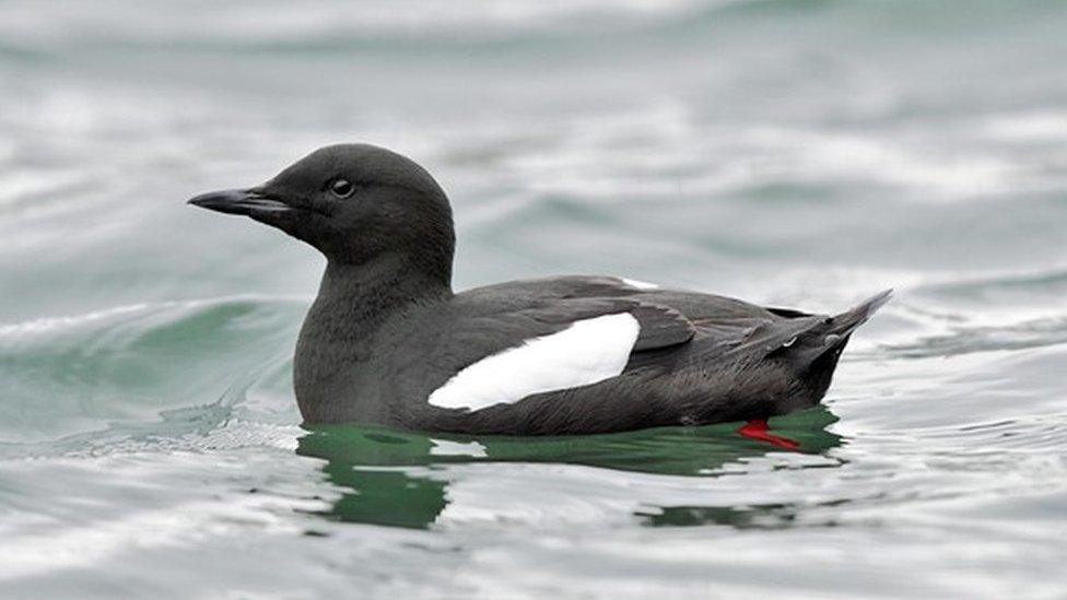 Black Guillemot