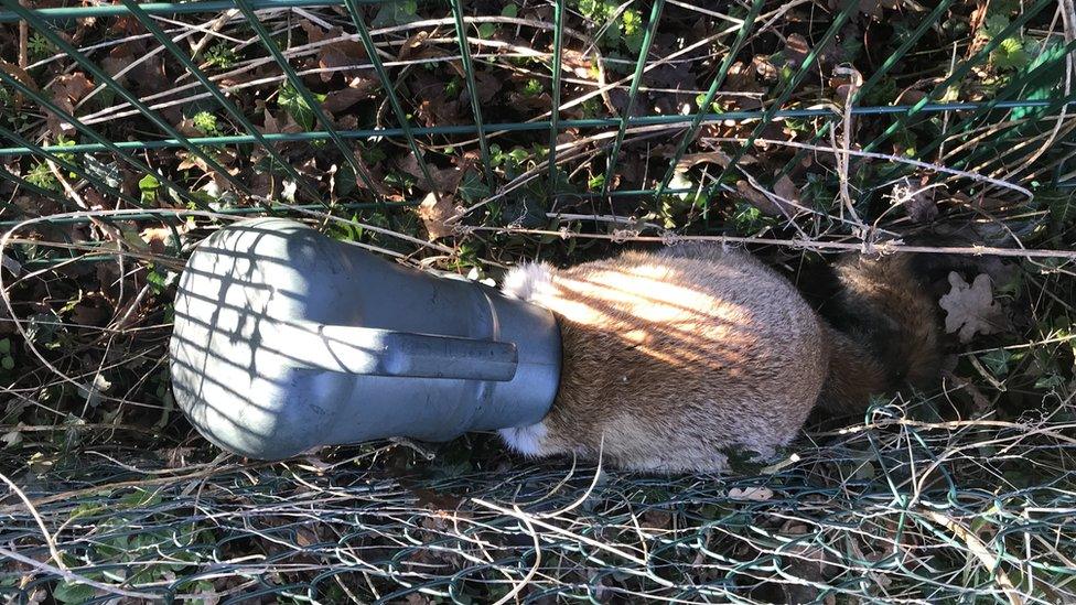 Vixen with head trapped in watering can