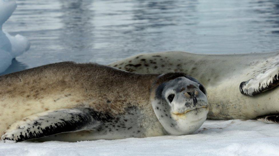 Leopard Seal.