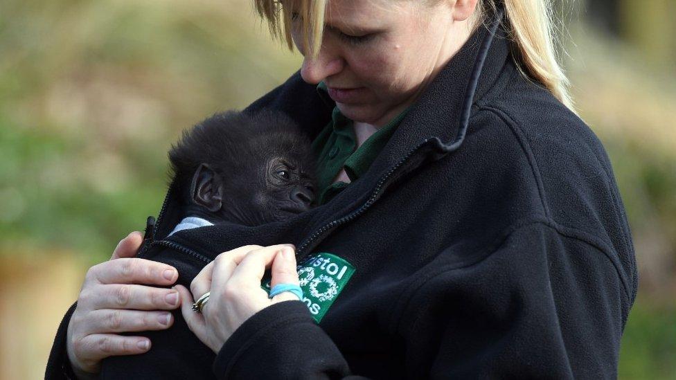 Afia the Gorilla with her keeper