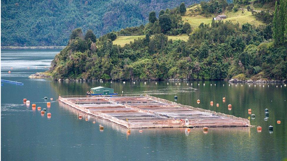 Fish farm in Chile