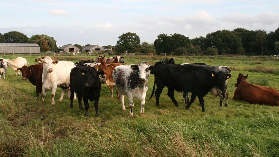 Cattle in Hillside Sanctuary field