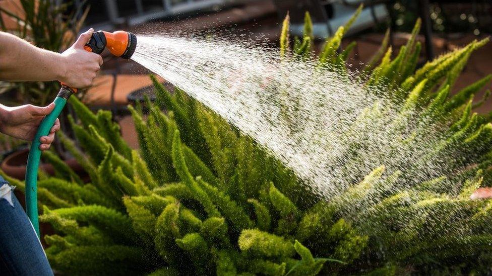 Watering a plant