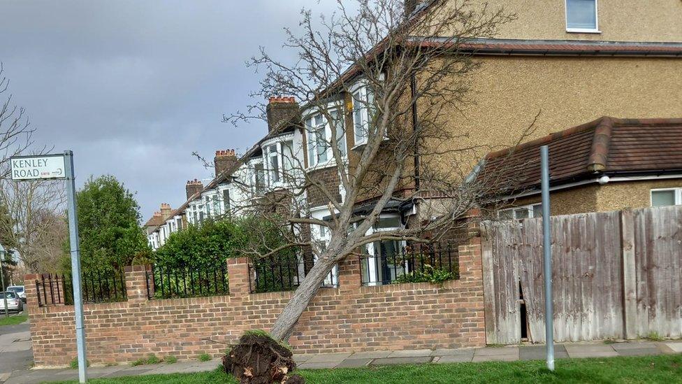 Tree hits home in Merton