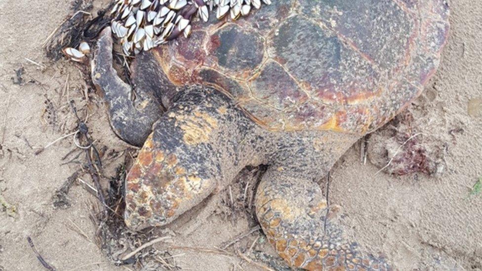 An endangered loggerhead sea turtle washed up on a beach in Ayrshire in Scotland. The turtle was rescued and is now being cared for at a sea life sanctuary.