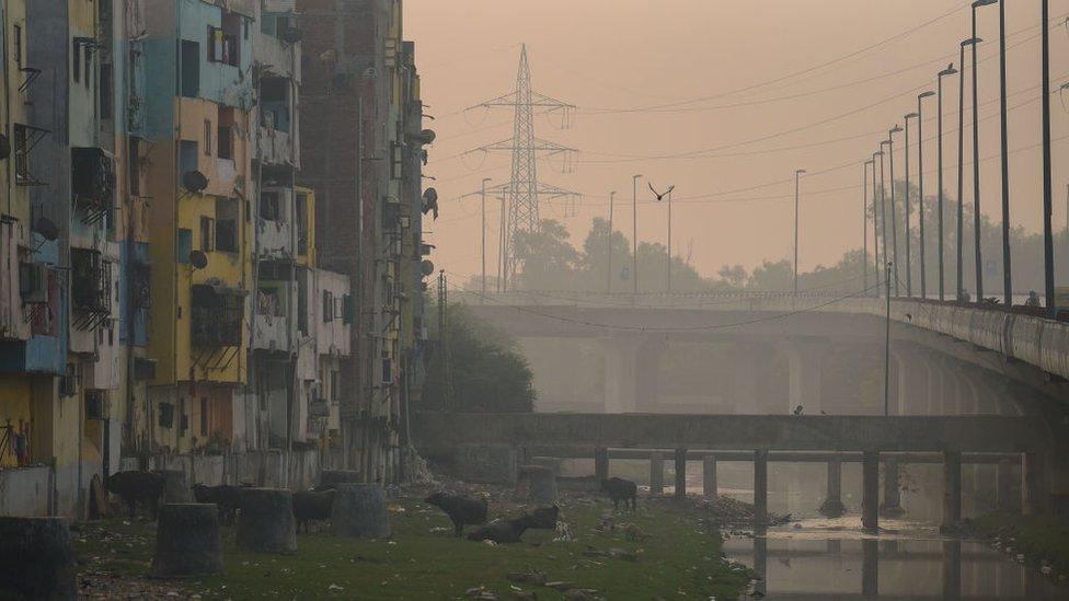 Cows stand on a river bank near colourful apartments in the Nizamuddin district in New Delhi.