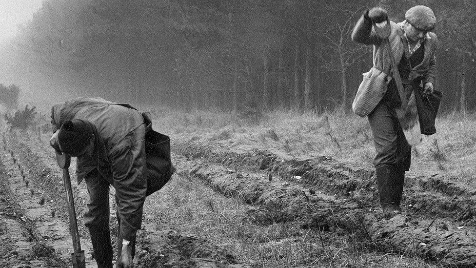 Planting at Eggesford Forest