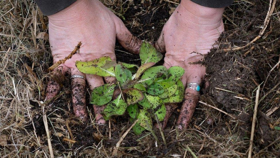 Person planting with their hands