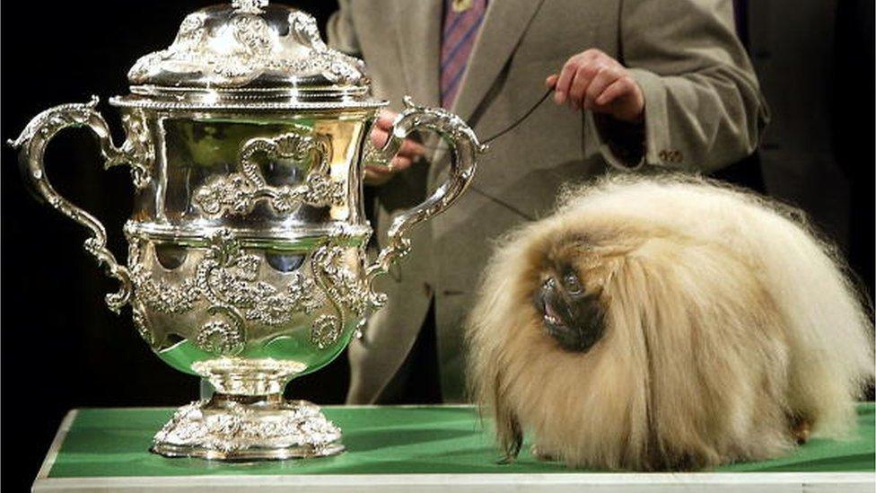 Pekingese dog Ch Yakee A Dangerous Liason 'Best In Show' at Crufts dog show in 2003