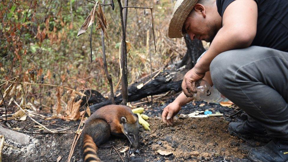 Another badger eats some of the food left out by the locals