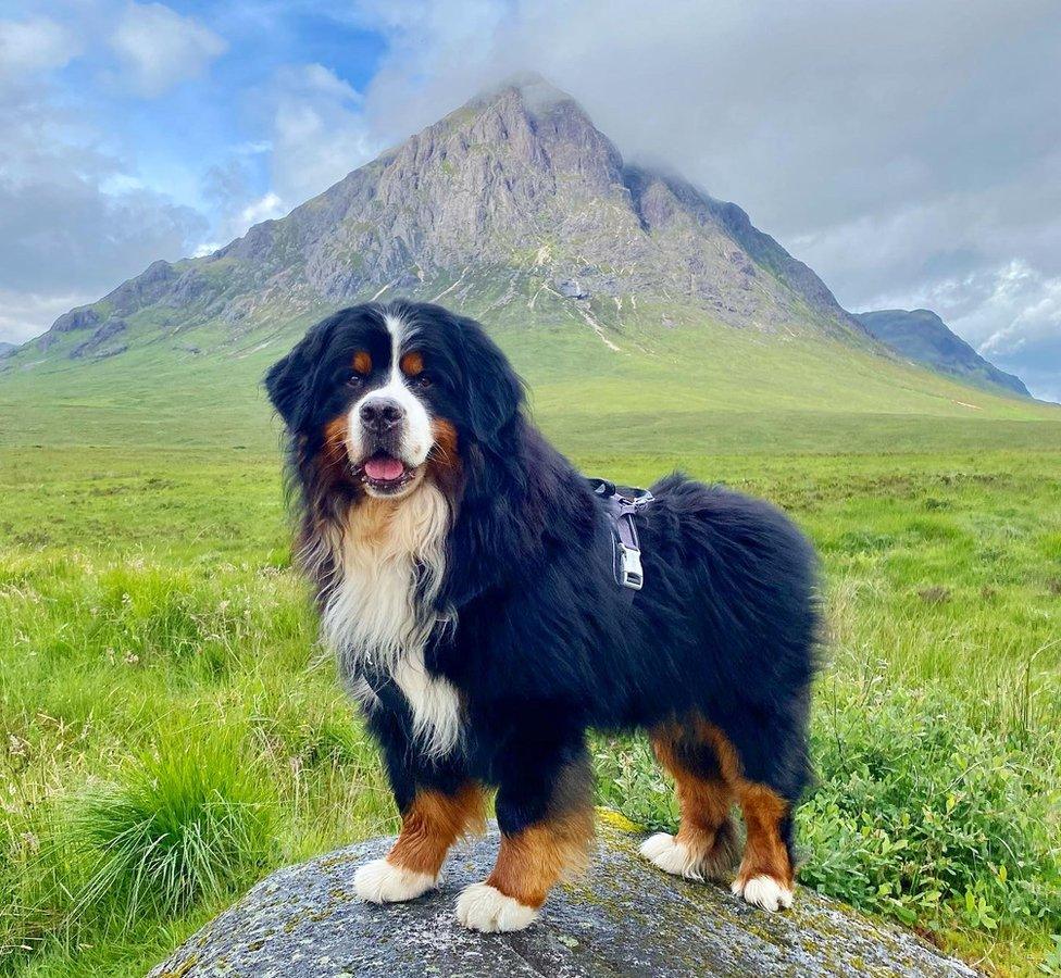 Bernese Mountain dog against a mountain in Glencoe.
