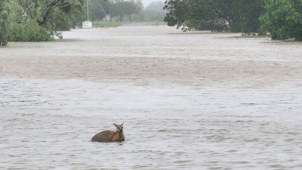 Wallaby in flood waters