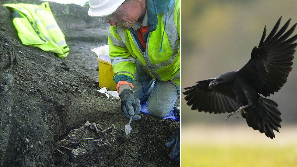 Baby burials during excavation and modern photo of a raven