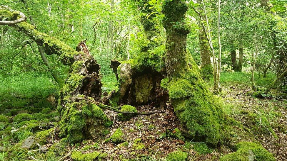 he Burnbanks Oak, Haweswater, Cumbria