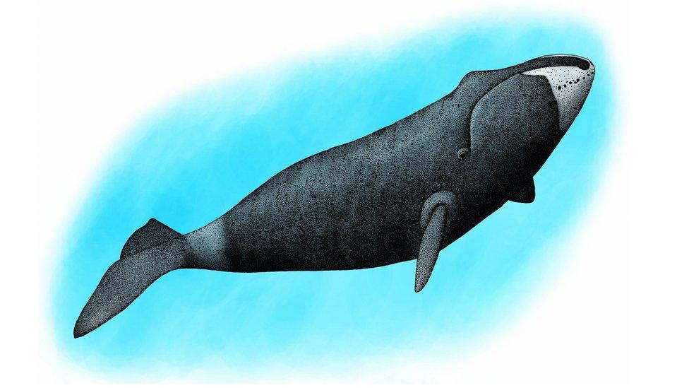 An illustration of a whale with dark grey, mottled skin and a prominent bump on its forehead