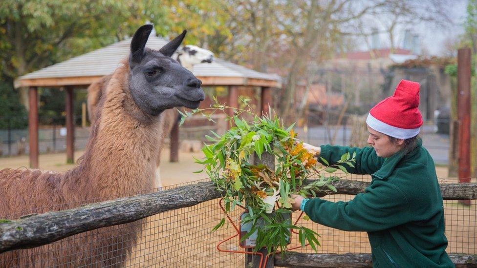 a llama and a christmas wreath