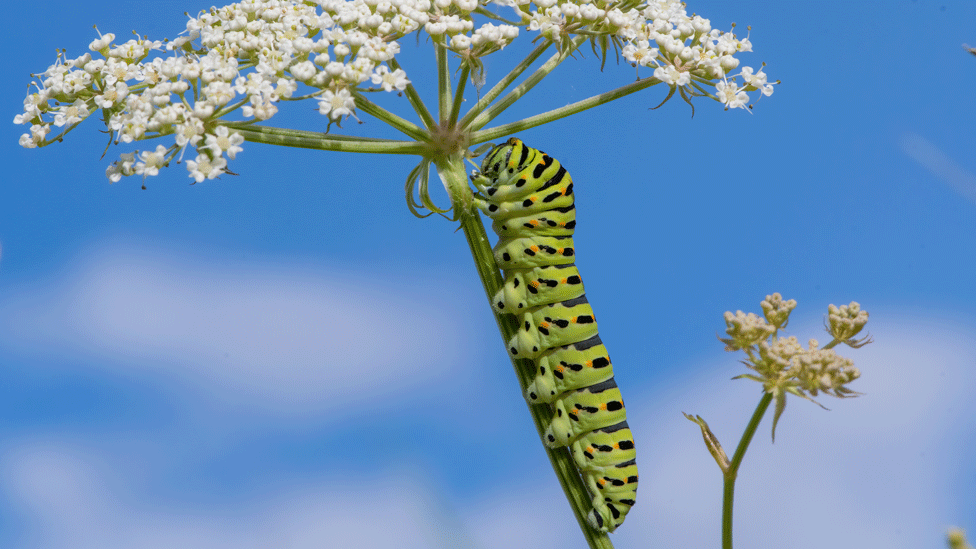 Swallowtail butterfly caterpillar