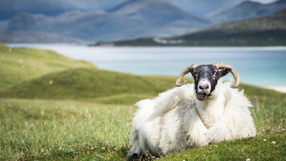 Sheep
