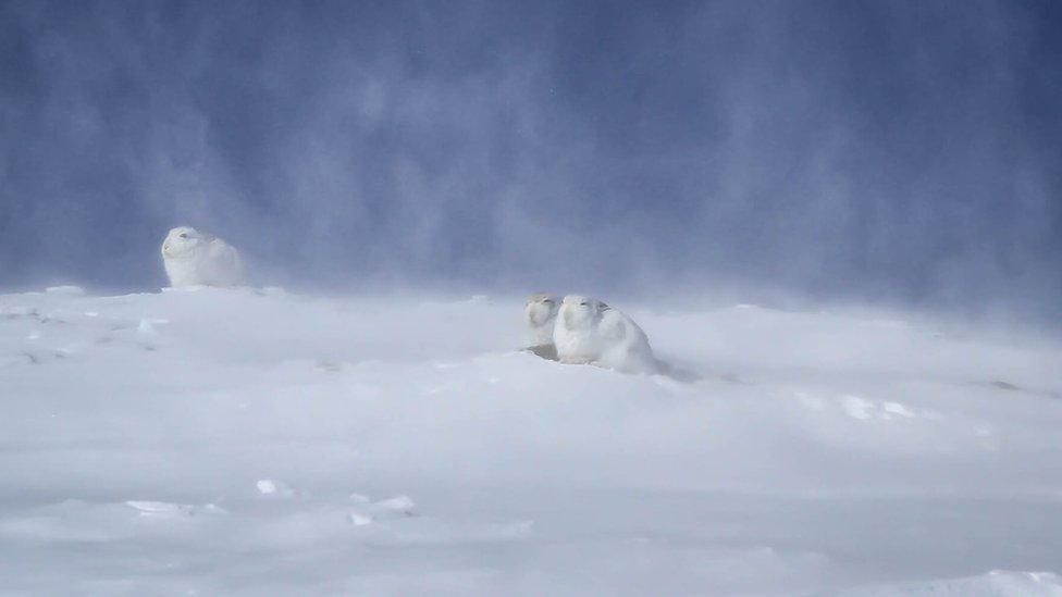 Mountain hares