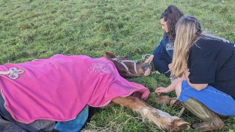 A photo of the horse lying down, being comforted by Ms Starkie