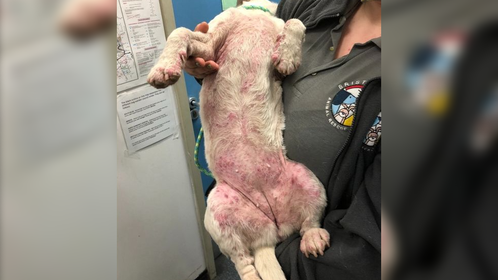 Dog with a pink/red sore underside