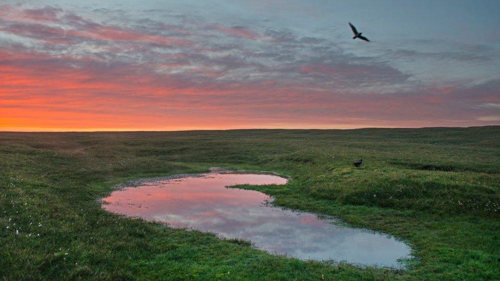 Peat bog, Shetlands