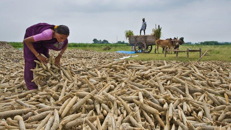 A woman farmer in a millet field