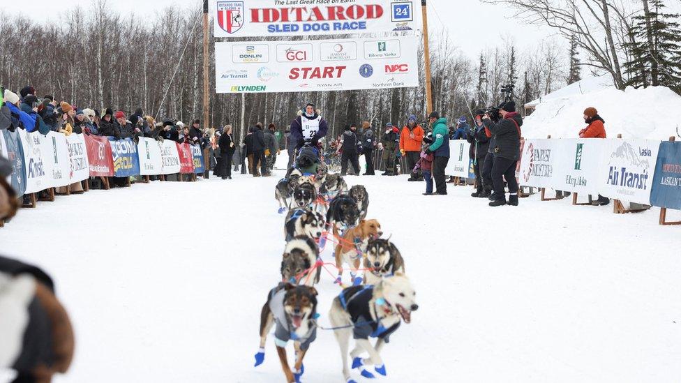 Dogs competing in Iditarod Trail Sled Dog Race