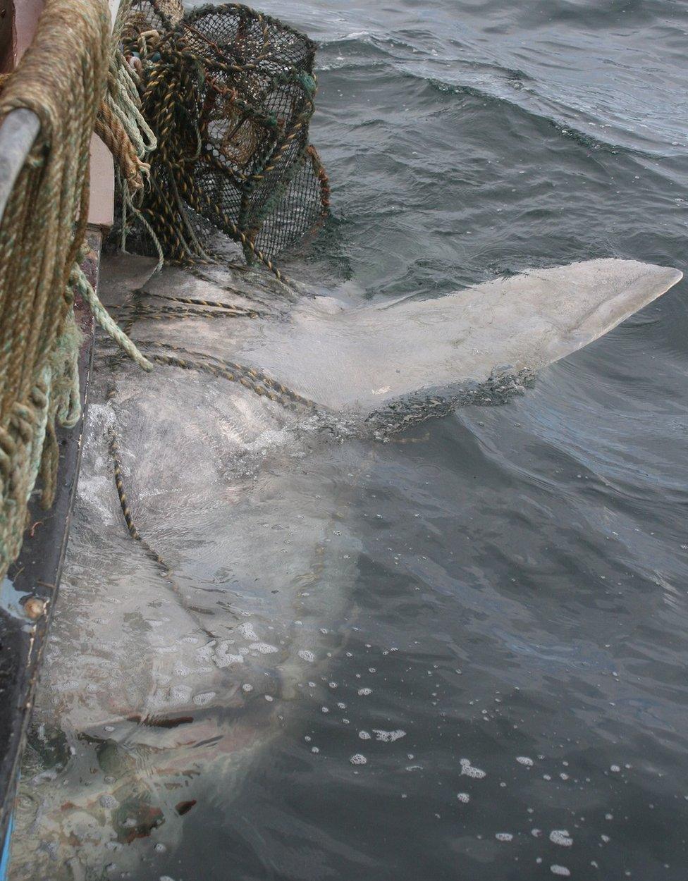 Basking shark