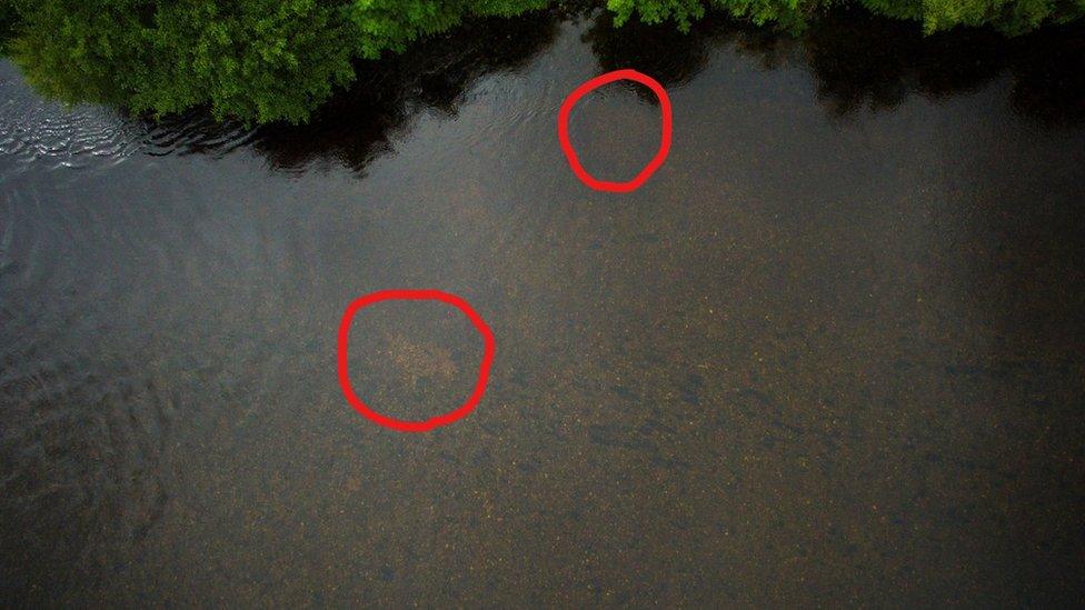 Picture showing locations of pink salmon nests in the River Ness