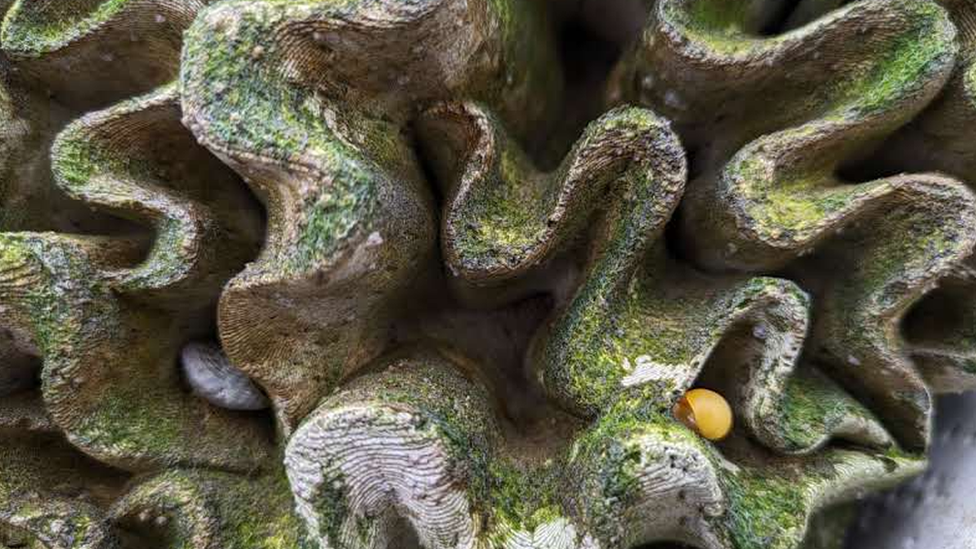 Marine life in the sea wall