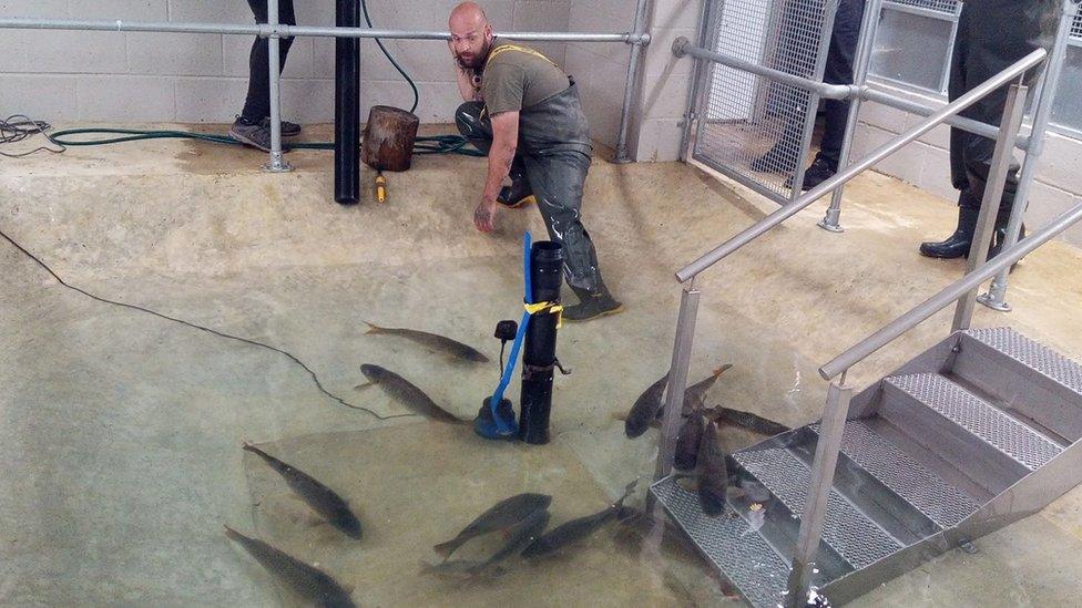 rescued carp