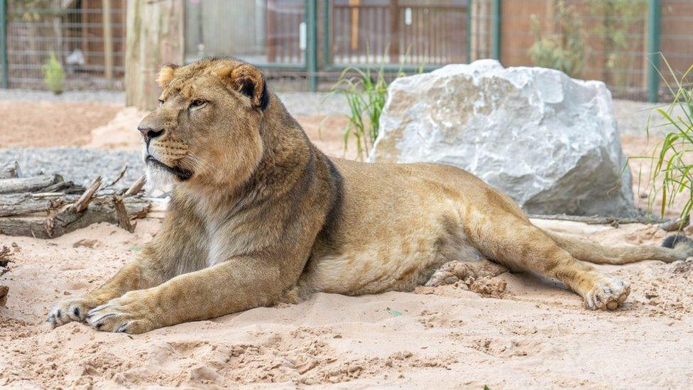 Lioness at Blackpool Zoo