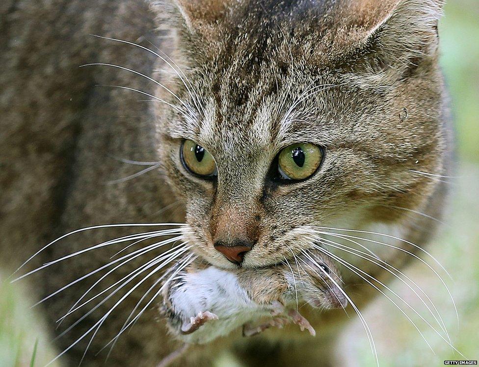 A cat holding a mouse. The mouse is unhappy about this.