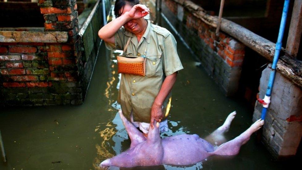 Woman cries as she holds body of drowned pig at farm in Hebei province