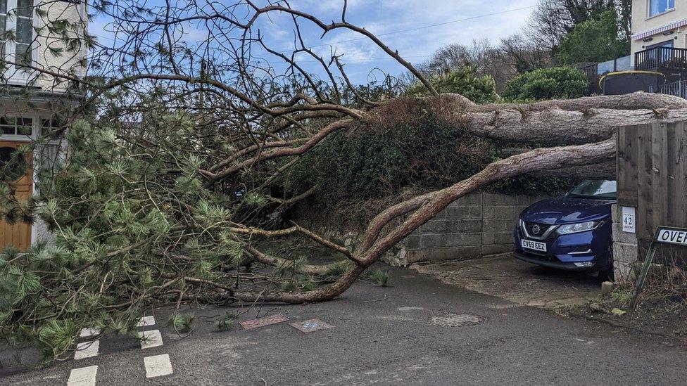 A tree lying over the top of a car and blocking a road