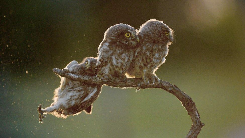 Owls on a branch