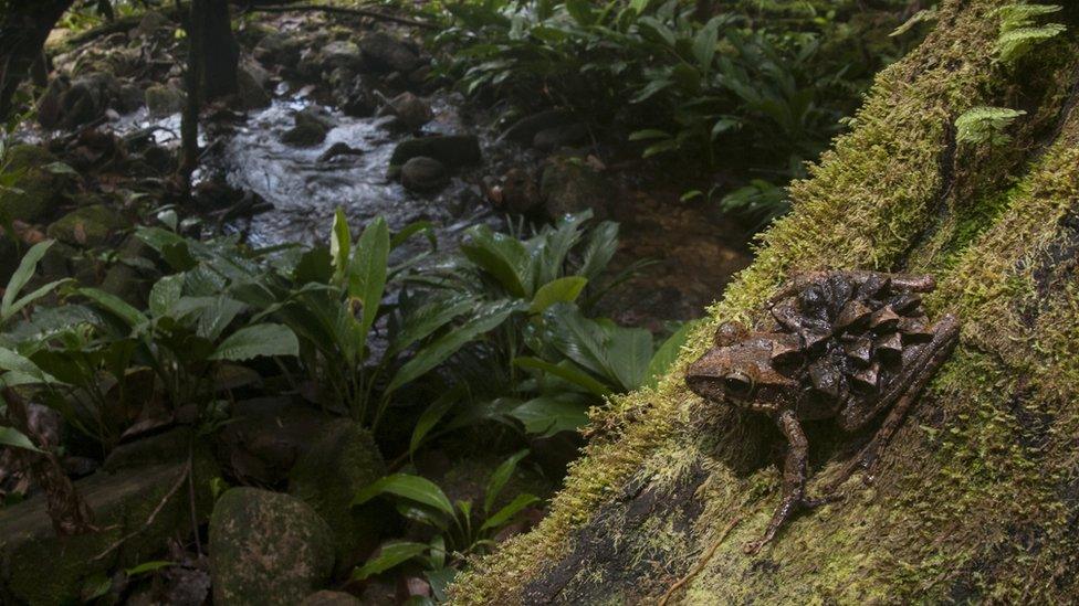 A photo of a Groete Creek Carrying Frog