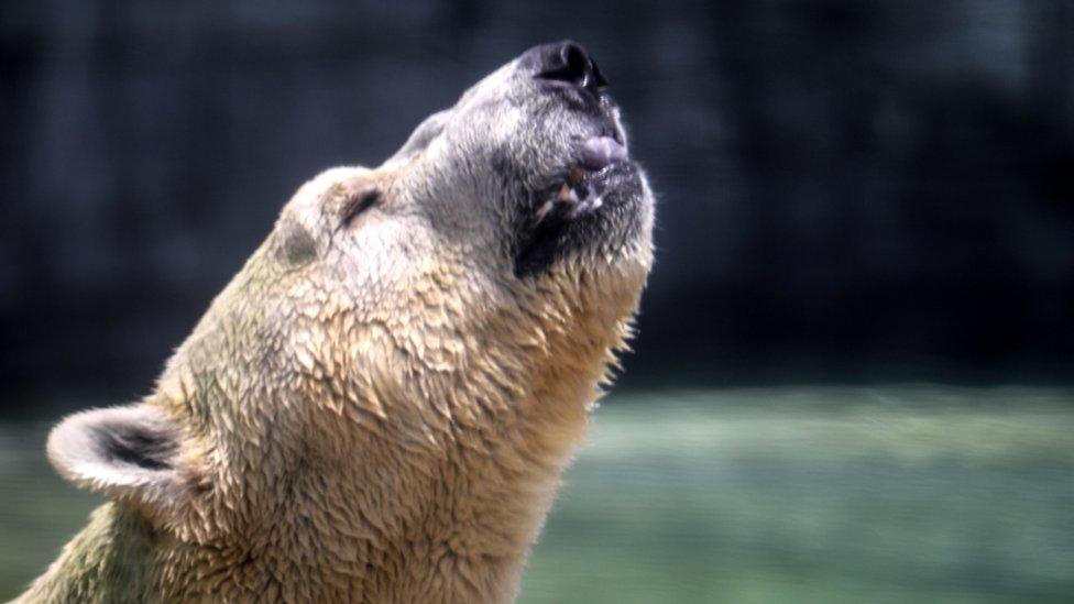 Inuka the polar bear in its enclosure at the Singapore Zoo