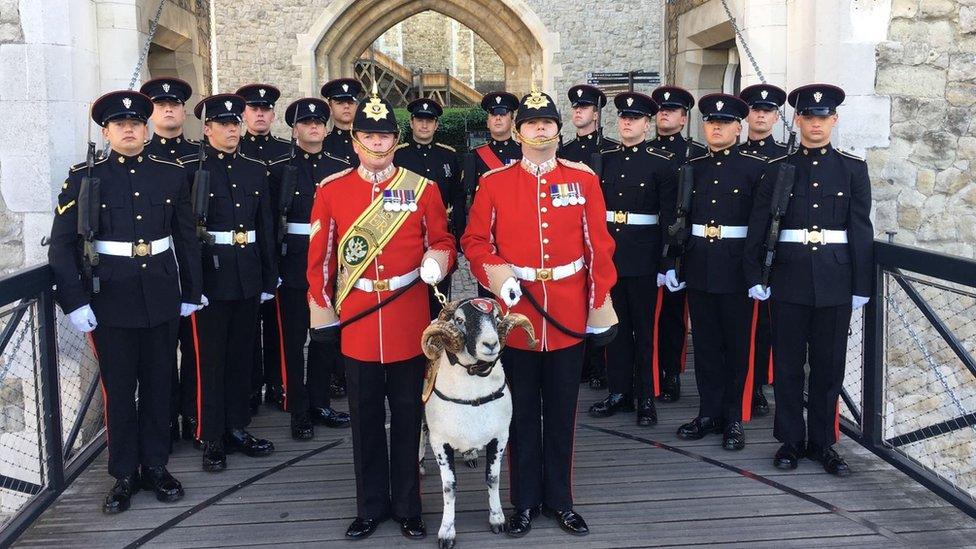 Mascot ram Private Derby on duty