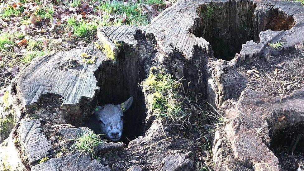 Lamb in a tree trunk