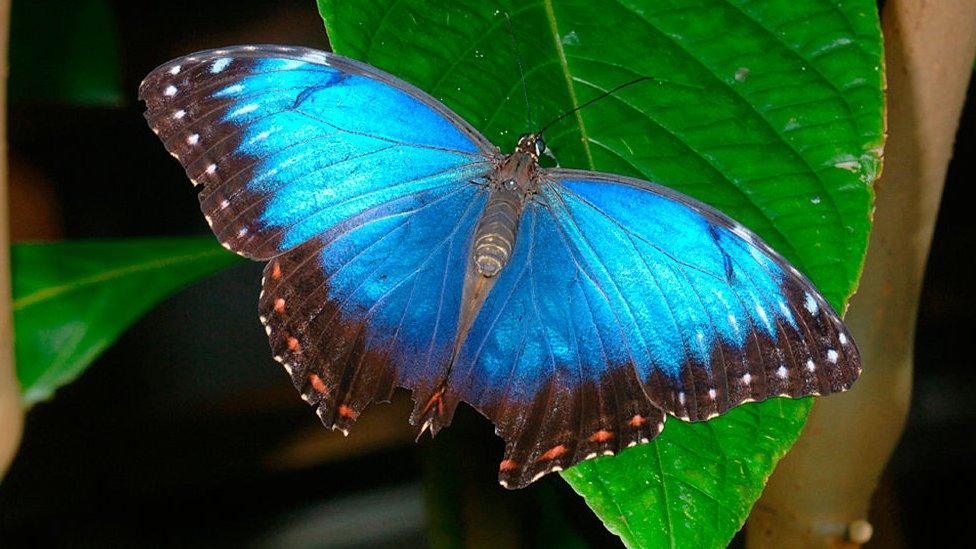 Blue-Morpho-butterfly-with-wings-spread-out.