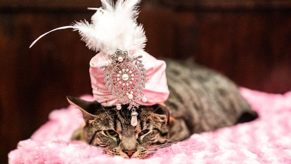 A-cat-wearing-a-pink-sparkly-turban.