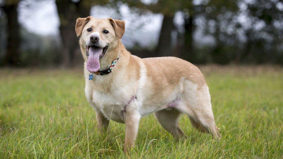 Bodie the Labrador