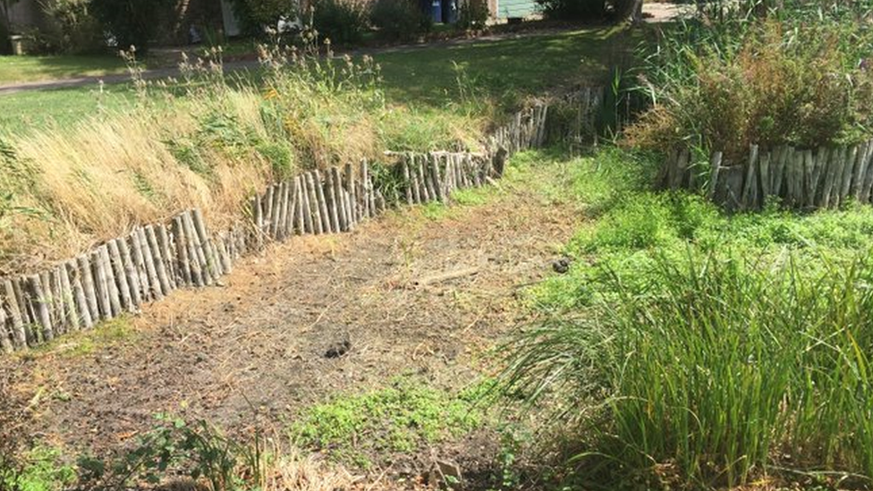 Lady Walk pond in August 2020